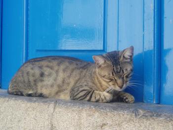 Street Cat